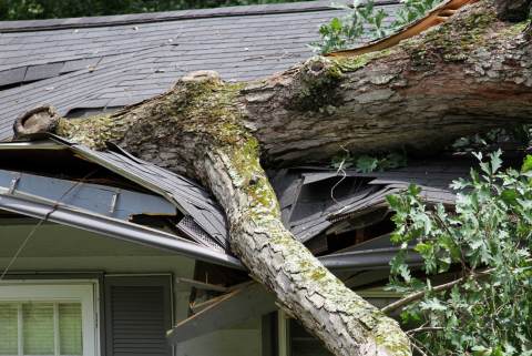 Tree fell on house